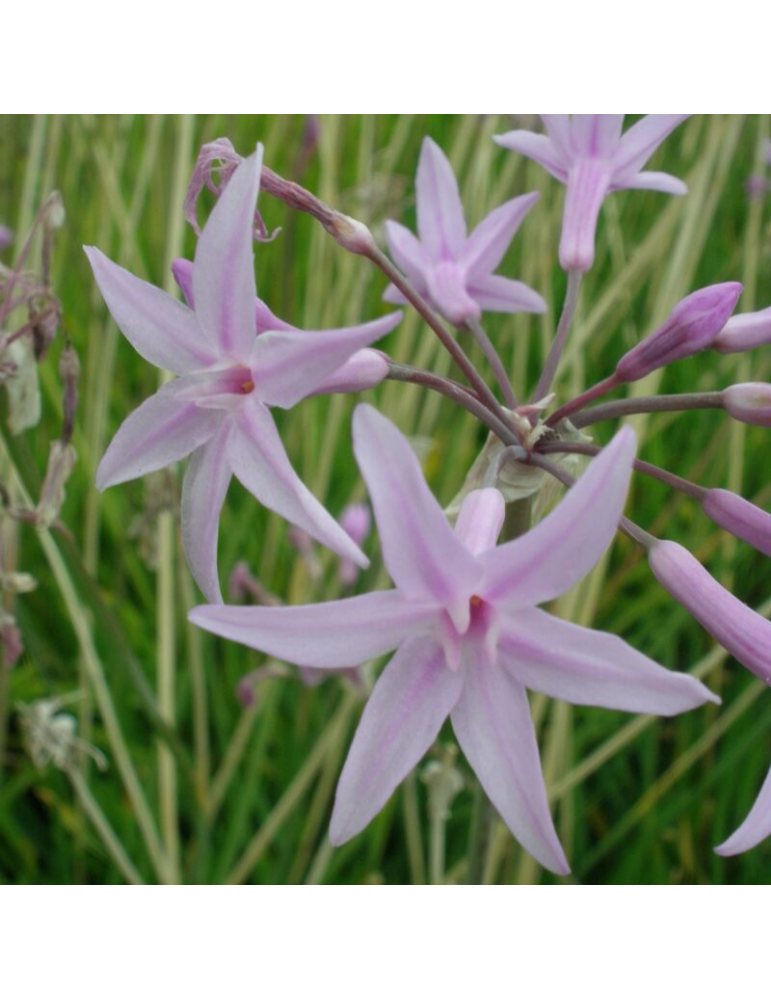 comprar plantas vivaces Tulbaghia violacea