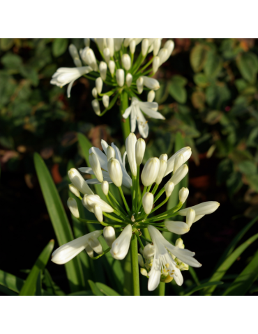 comprar plantas vivaces Agapanthus praecox 'White'