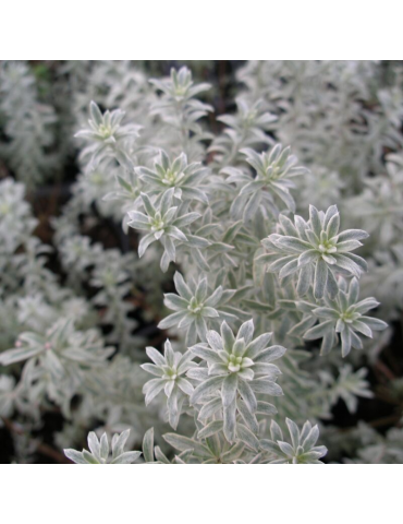 Westringia fruticosa 'Smokie' plantas arbustivas