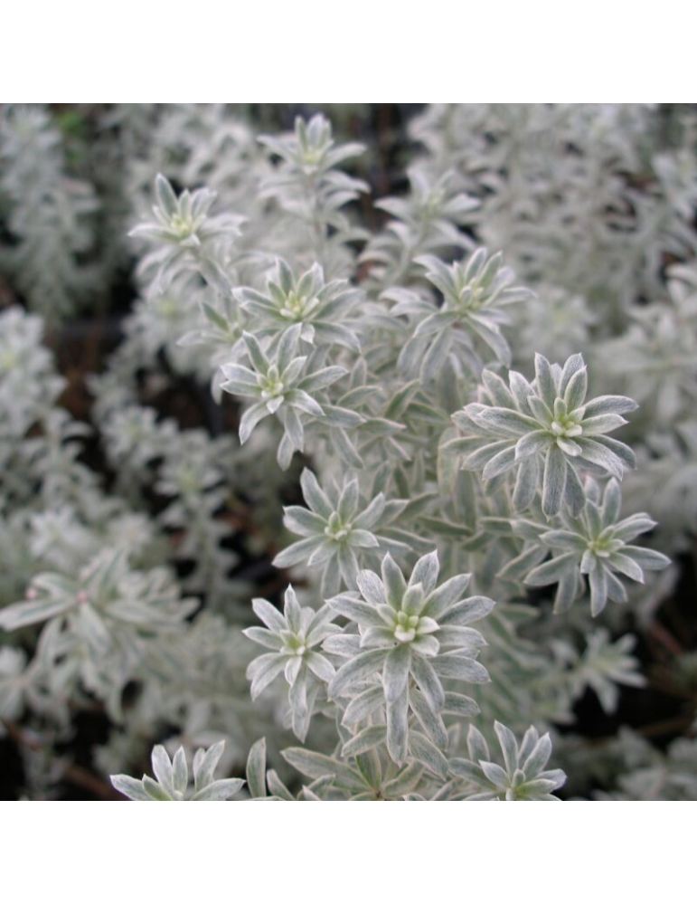 Westringia fruticosa 'Smokie' plantas arbustivas