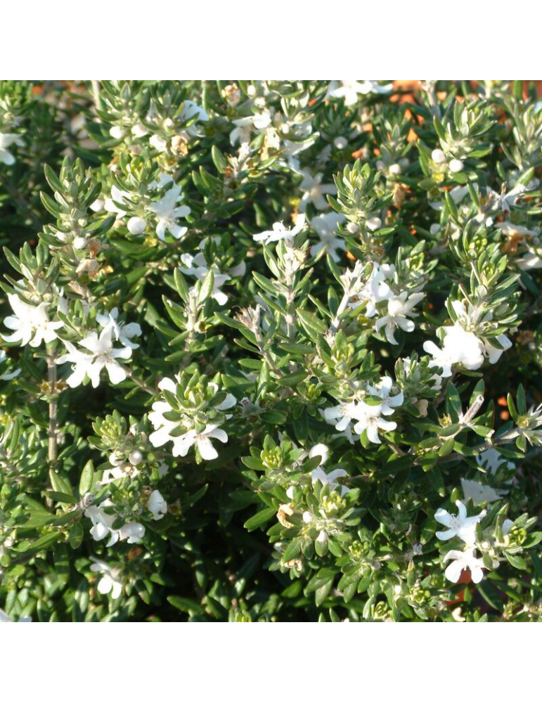 Westringia fruticosa plantas arbustivas