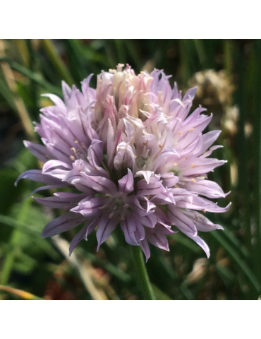 comprar plantas vivaces Allium schoenoprasum