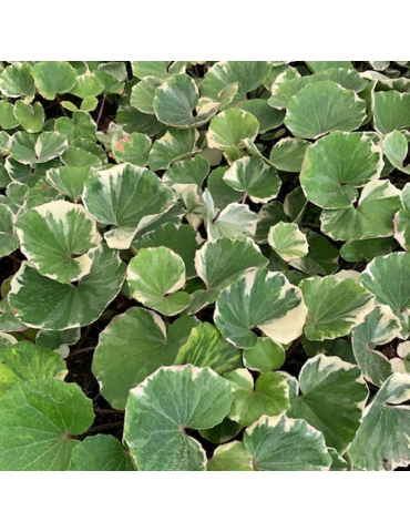 comprar plantas vivaces Farfugium japonicum 'Argenteum'