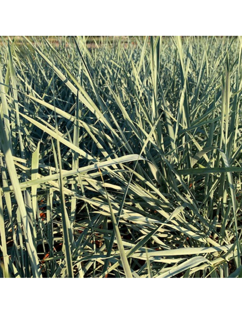 gramíneas ornamentales Leymus arenarius 'Blue Dune'