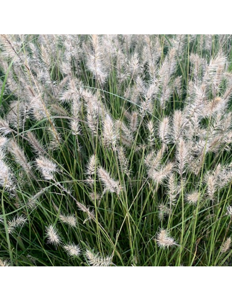 gramíneas ornamentales Pennisetum alopecuroides 'Little Bunny'