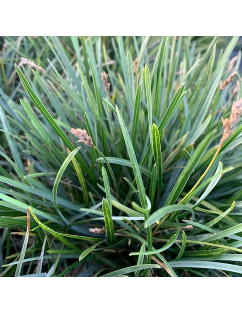 gramíneas ornamentales Sesleria caerulea