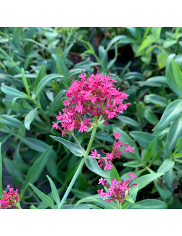 comprar plantas vivaces Centranthus ruber