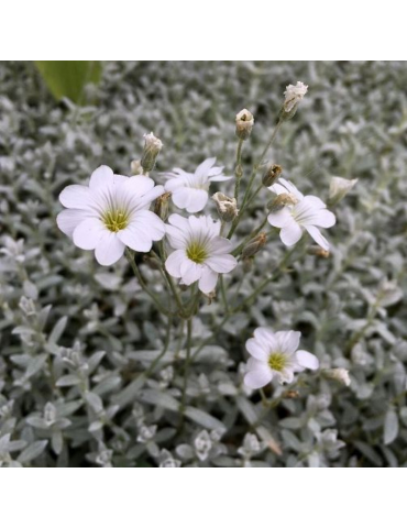 comprar plantas vivaces Cerastium tomentosum 'Silberteppich'