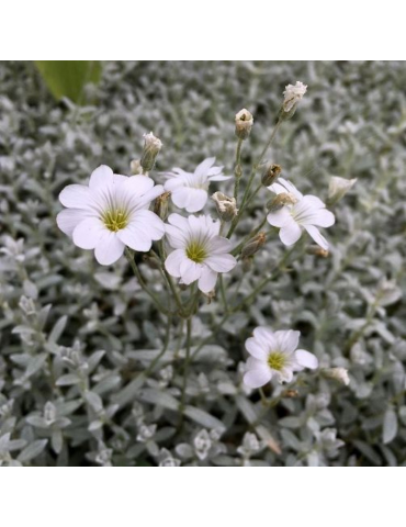 comprar plantas vivaces Cerastium tomentosum