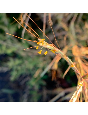 gramíneas ornamentales Hyparrhenia hirta