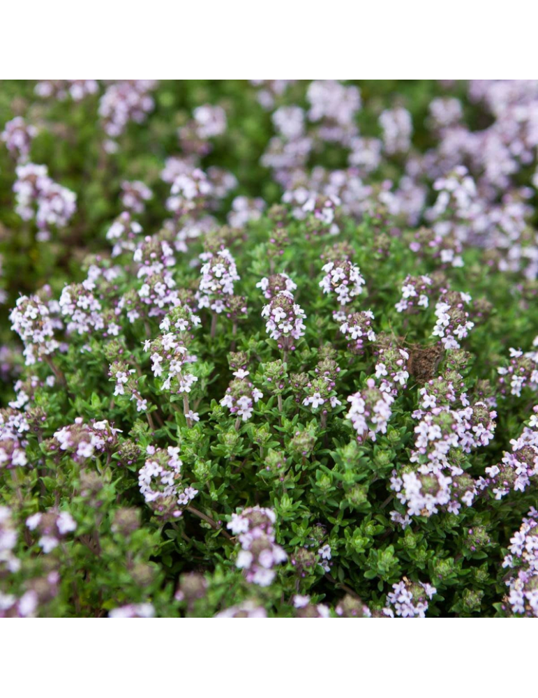 jardineria sostenible Thymus vulgaris 'Compactus' - Tomillo compacto