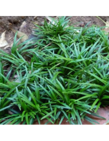 comprar plantas vivaces Ophiopogon japonicus 'Kyoto'
