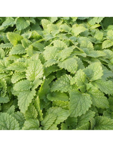 jardineria sostenible Melissa officinalis