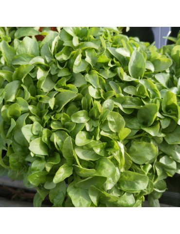 jardineria sostenible Mentha pulegium (Poleo menta)