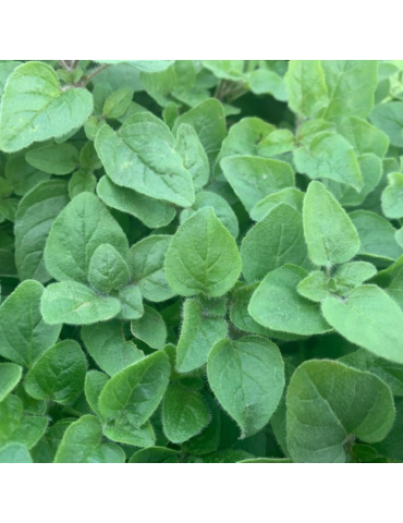 jardineria sostenible Orégano - Origanum vulgare