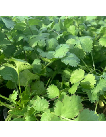 jardineria sostenible Cilantro - Coriandrum sativum