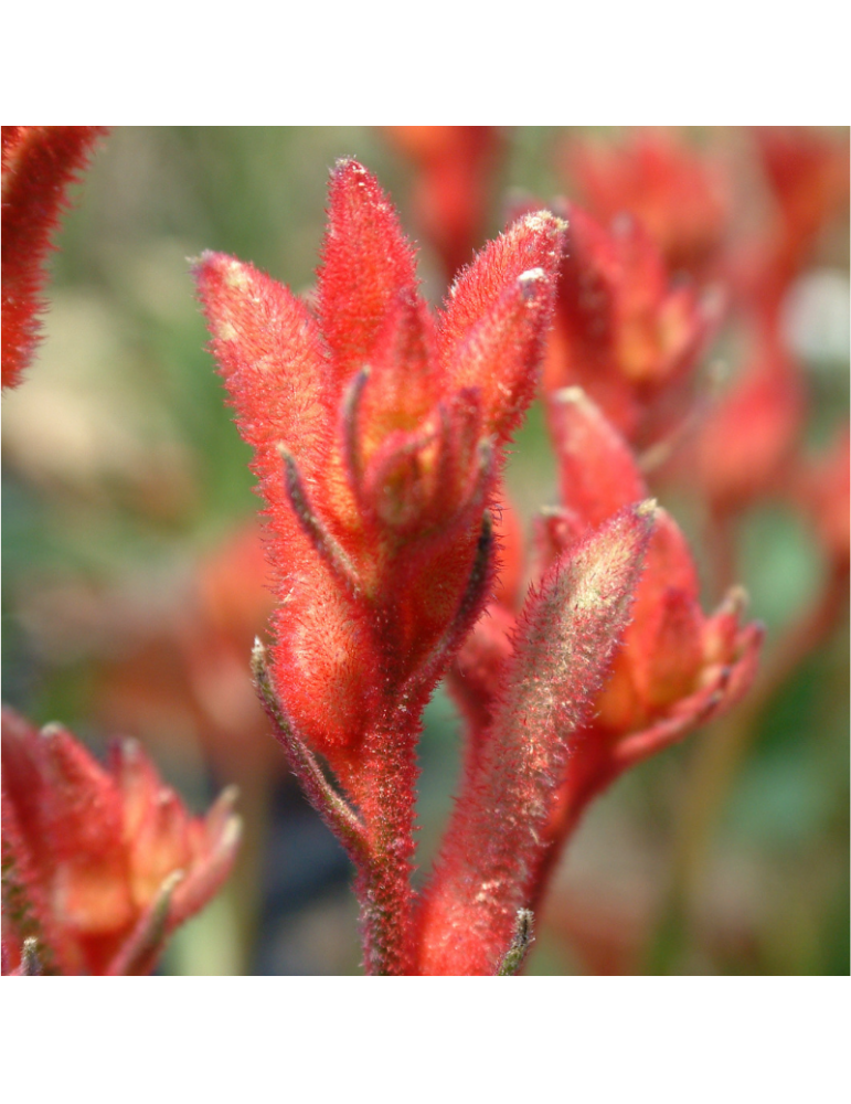 comprar plantas vivaces Anigozanthos x 'Everlasting Red' ® - Pata de canguro "Roja"