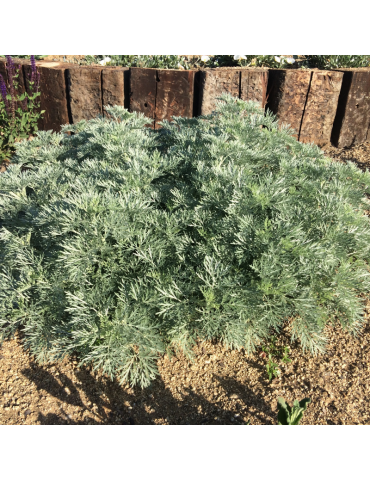 Artemisia 'Powis Castle' plantas arbustivas