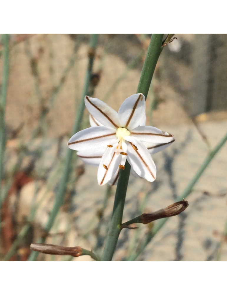 comprar plantas vivaces Asphodelus fistulosus