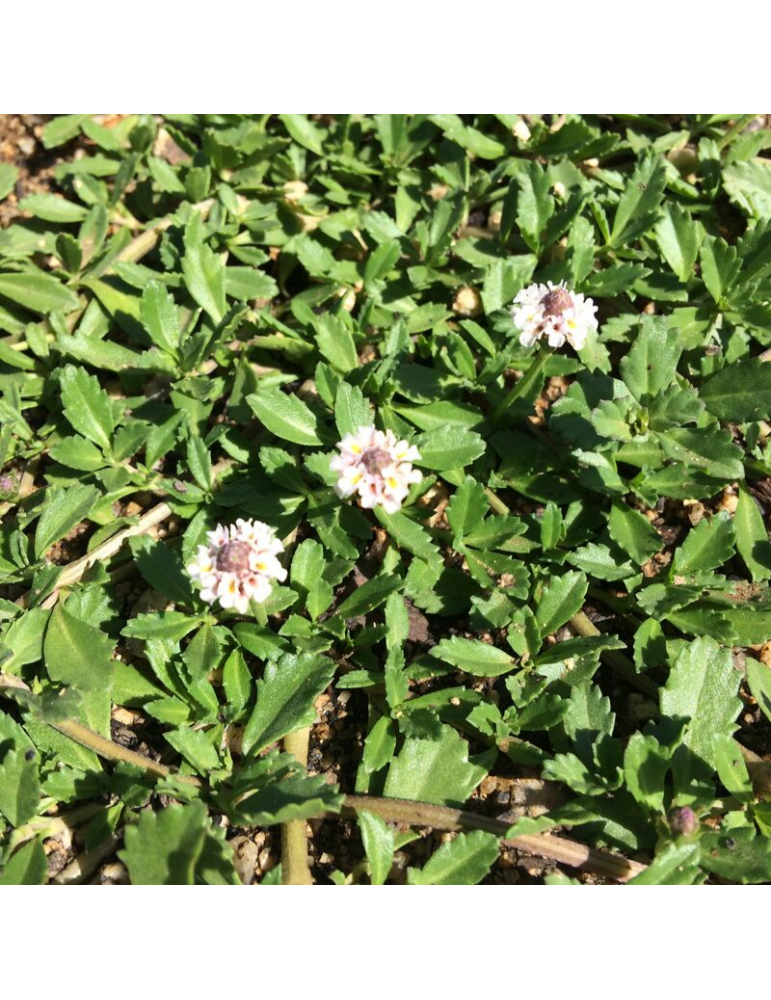 comprar plantas vivaces Phyla nodiflora - Lippia (Pack 100uds)