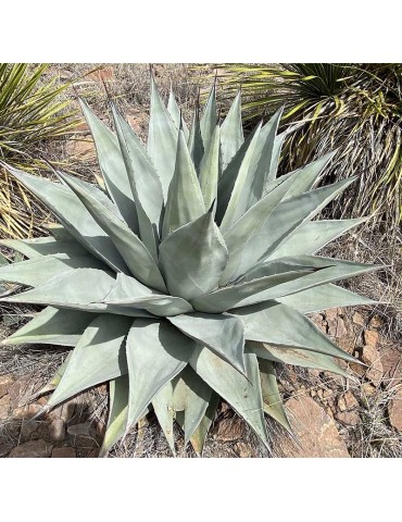 Plantas Crasas y suculentas Agave Havardiana