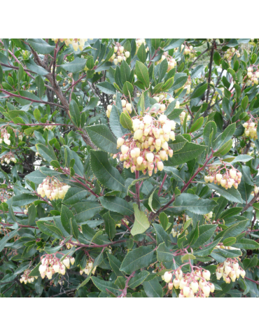 Arbutus unedo - Madroño plantas arbustivas