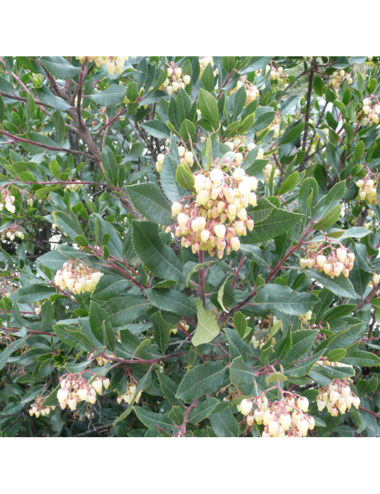 Especies Arbustivas: Arbutus unedo - Madroño | Vivoplant