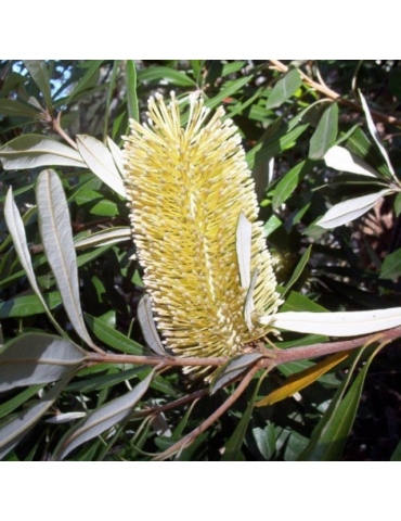 Banksia integrifolia plantas arbustivas