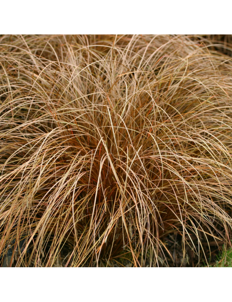 gramíneas ornamentales Carex buchananii