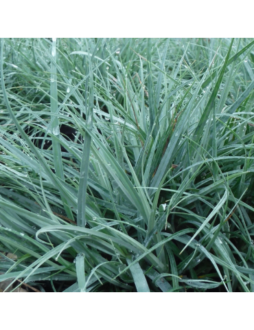 gramíneas ornamentales Carex flacca 'Blue Zinger'