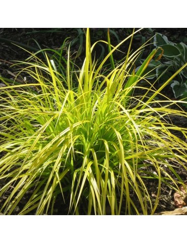 gramíneas ornamentales Carex oshimensis 'Everillo'