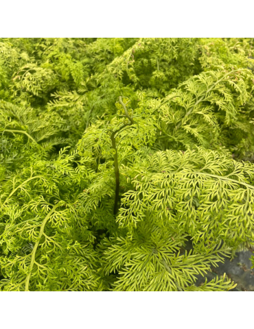 Asplenium bulbiferum